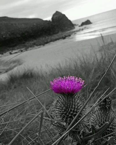 thistle scotland