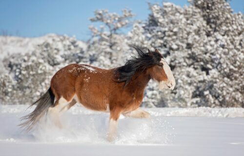 Clydesdale horse